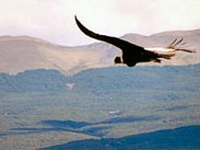 condor